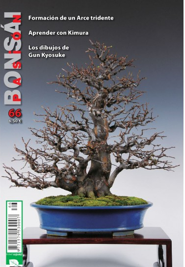 Bonsai Pasión