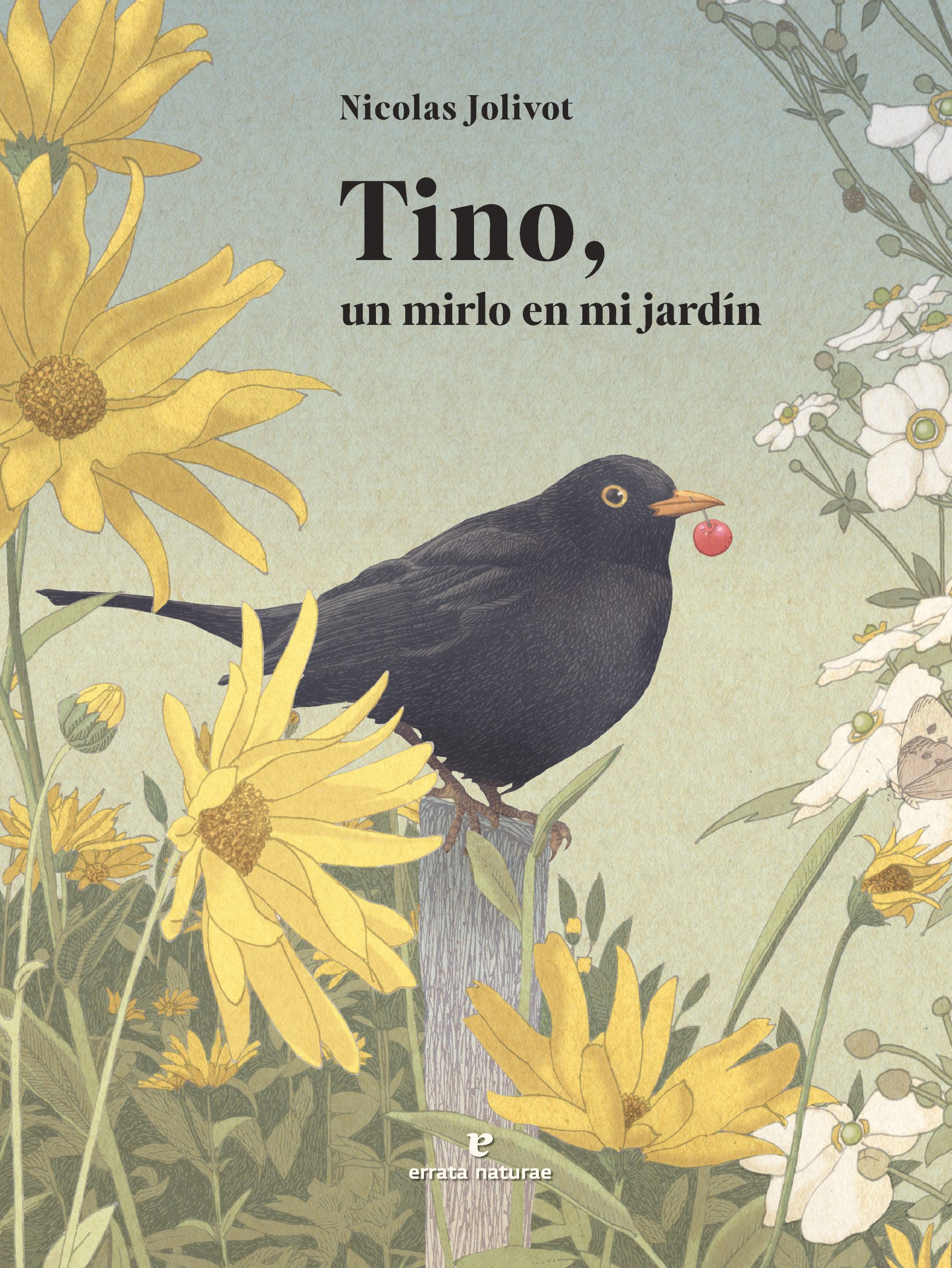 Tino, un mirlo en mi jardin