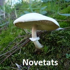 Novetats novembre 2024 Caldes