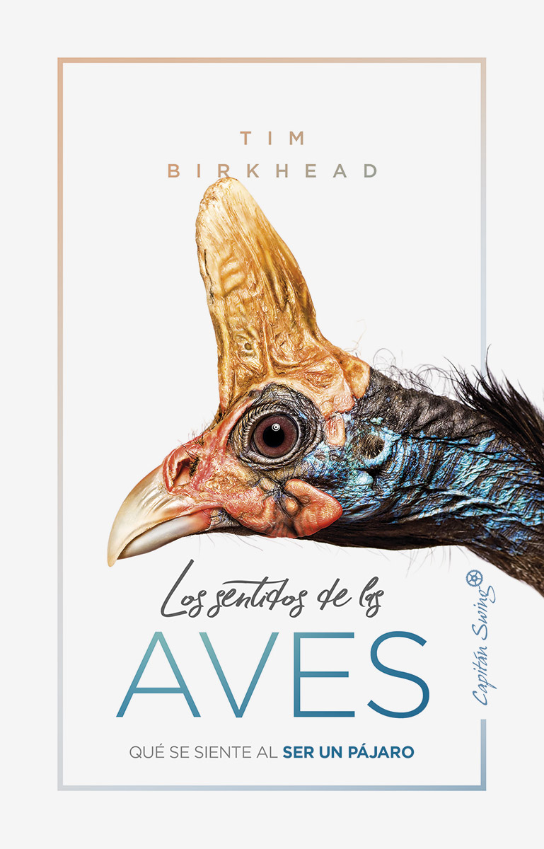 Los sentidos de las aves: qué se siente al ser un pájaro